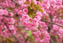 四季蜜芒几年结果（四季芒和四季蜜芒的区别）