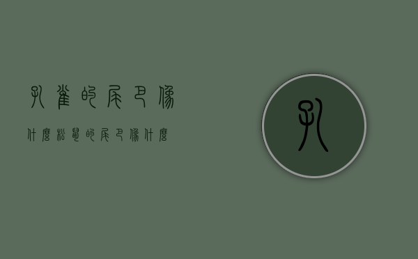 孔雀的尾巴像什么（松鼠的尾巴像什么）