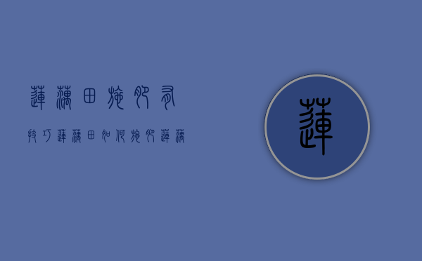 莲藕田施肥有技巧，莲藕田如何施肥？（莲藕怎么样施肥）