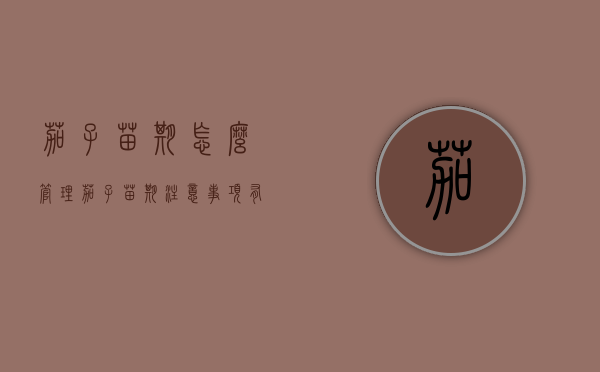 茄子苗期怎么管理（茄子苗期注意事项有哪些）（茄子苗多久可以移栽）